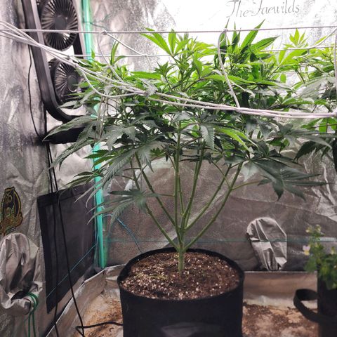 the Esoteric (Magus) growlog timeline photo
