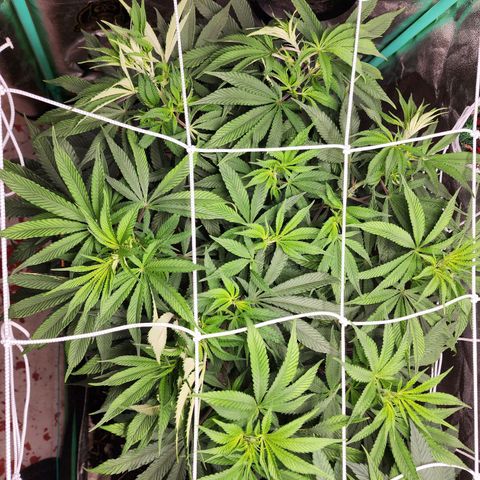 the Esoteric (Magus) growlog timeline photo