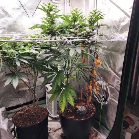 the Bloodrager growlog timeline photo