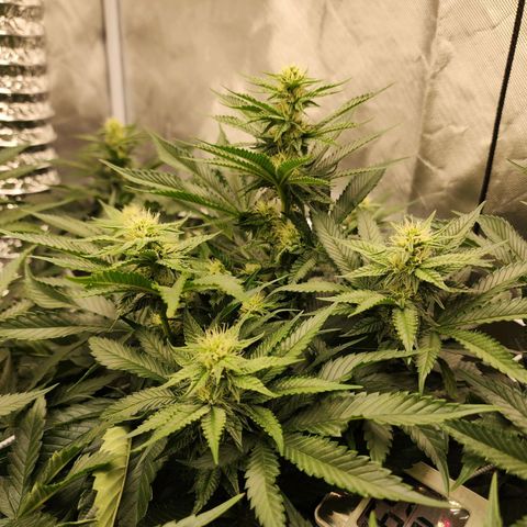 the Bloodrager growlog timeline photo