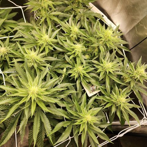 the Bloodrager growlog timeline photo