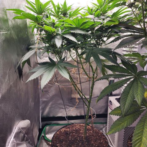 the Kineticist growlog timeline photo