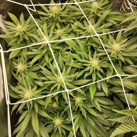 the Kineticist growlog timeline photo
