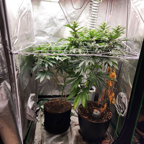 the Kineticist growlog timeline photo