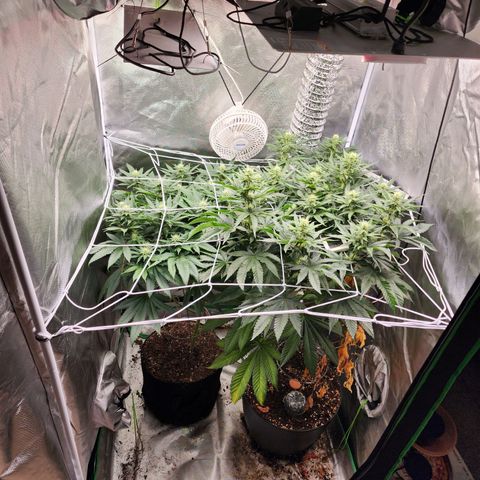 the Kineticist growlog timeline photo