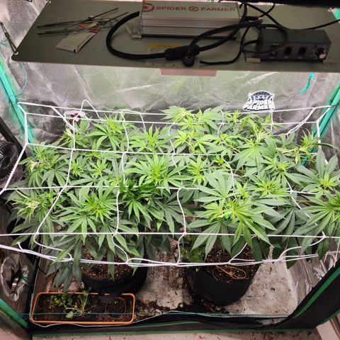 the Esoteric (Magus) growlog timeline photo