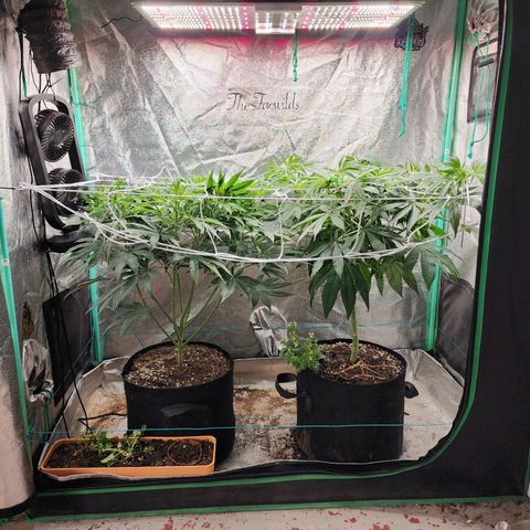 the Esoteric (Magus) growlog timeline photo