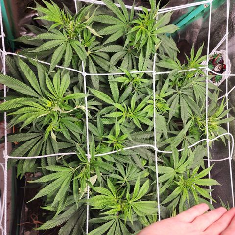 the Esoteric (Magus) growlog timeline photo