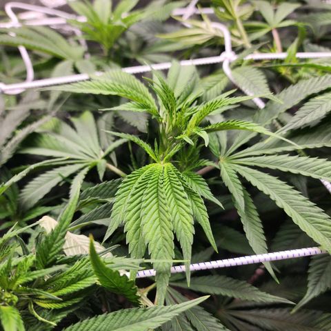 the Esoteric (Magus) growlog timeline photo