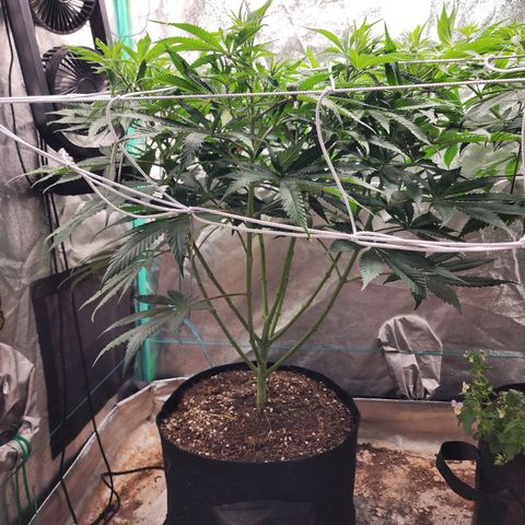 the Esoteric (Magus) growlog timeline photo