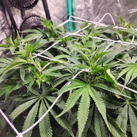 the Esoteric (Magus) growlog timeline photo