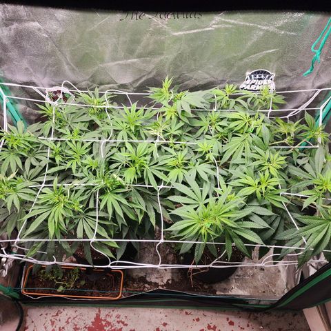 the Esoteric (Magus) growlog timeline photo