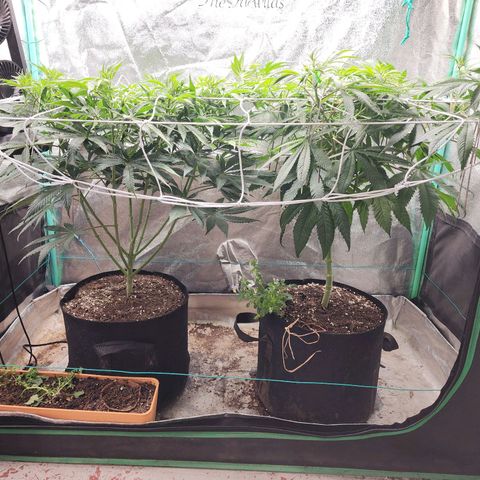 the Esoteric (Magus) growlog timeline photo