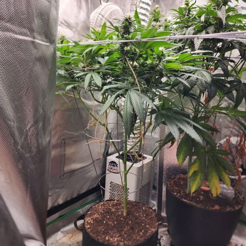 the Kineticist growlog timeline photo
