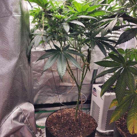 the Kineticist growlog timeline photo