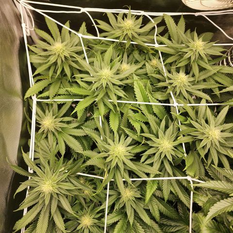 the Kineticist growlog timeline photo