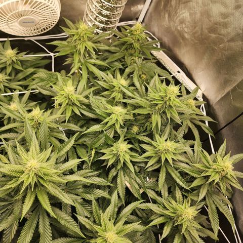 the Bloodrager growlog timeline photo