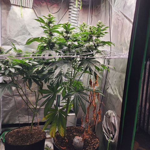 the Bloodrager growlog timeline photo