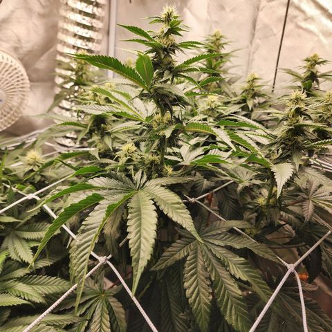 the Bloodrager growlog timeline photo