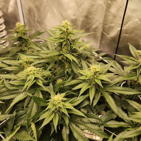 the Bloodrager growlog timeline photo