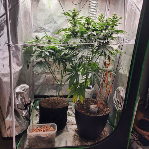 the Kineticist growlog timeline photo
