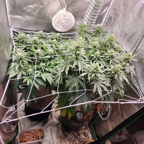 the Kineticist growlog timeline photo