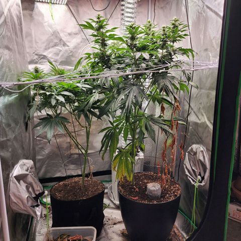 the Kineticist growlog timeline photo