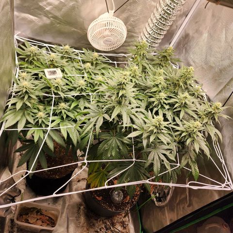 the Kineticist growlog timeline photo