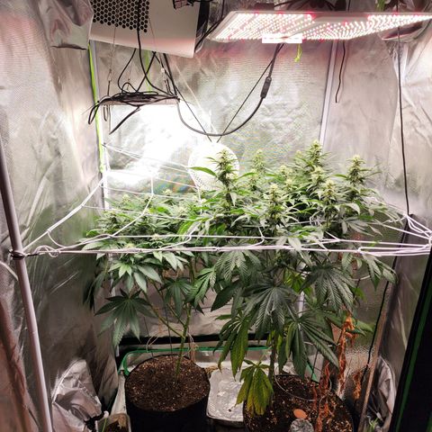 the Kineticist growlog timeline photo