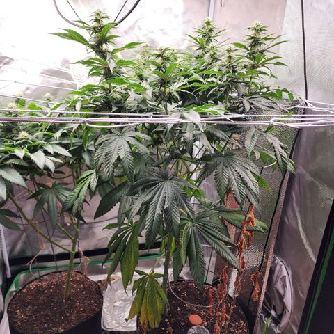 the Bloodrager growlog timeline photo