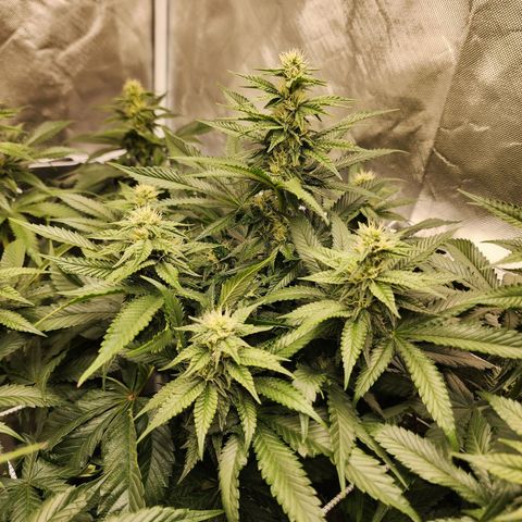 the Bloodrager growlog timeline photo