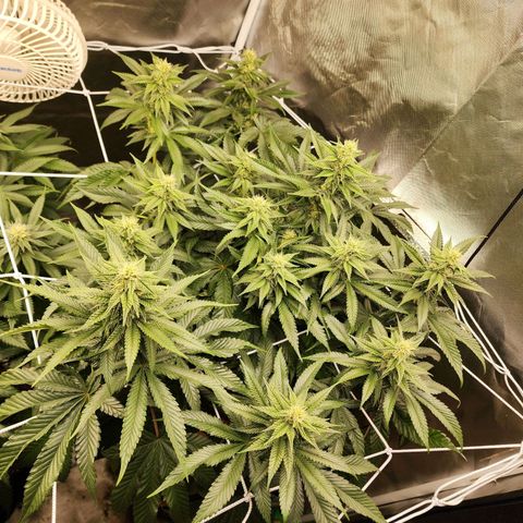 the Bloodrager growlog timeline photo