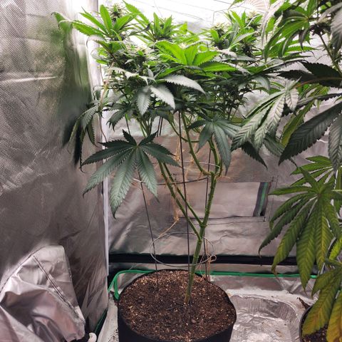 the Kineticist growlog timeline photo