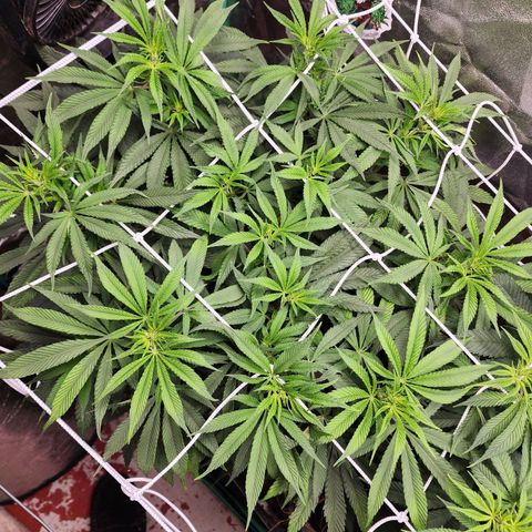 the Esoteric (Magus) growlog timeline photo