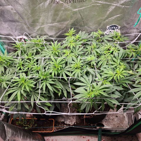 the Esoteric (Magus) growlog timeline photo