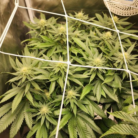 the Kineticist growlog timeline photo