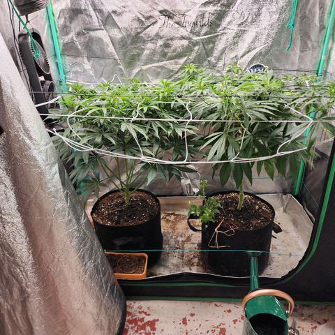 the Esoteric (Magus) growlog timeline photo