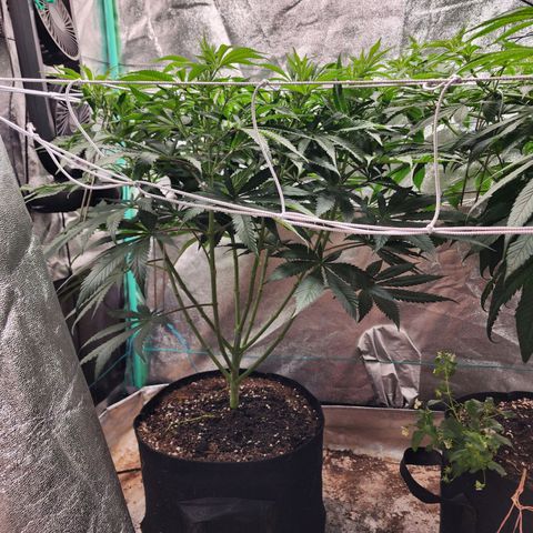 the Esoteric (Magus) growlog timeline photo