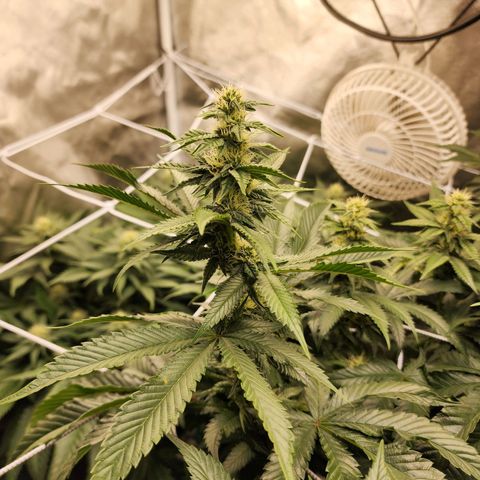 the Bloodrager growlog timeline photo