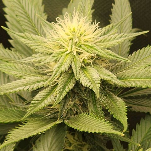 the Kineticist growlog timeline photo