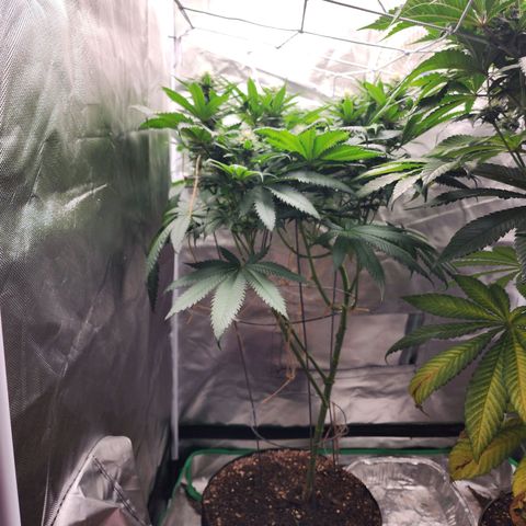the Kineticist growlog timeline photo
