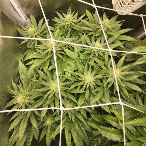 the Kineticist growlog timeline photo
