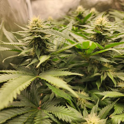 the Kineticist growlog timeline photo