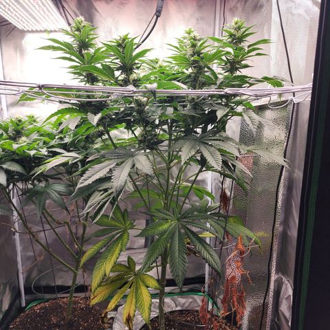 the Bloodrager growlog timeline photo