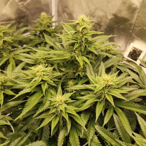the Bloodrager growlog timeline photo