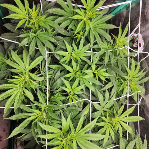 the Esoteric (Magus) growlog timeline photo