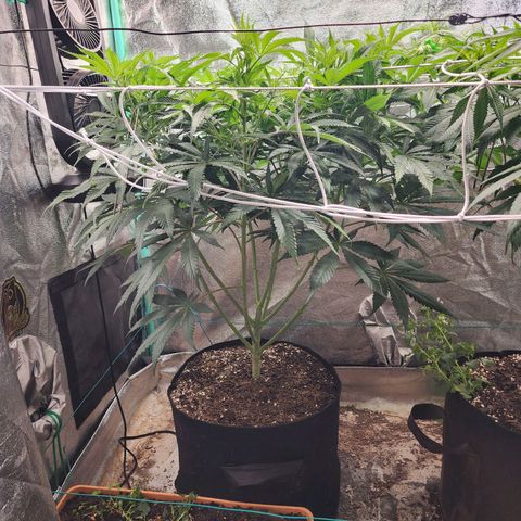 the Esoteric (Magus) growlog timeline photo