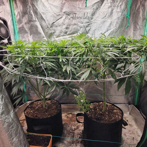 the Esoteric (Magus) growlog timeline photo