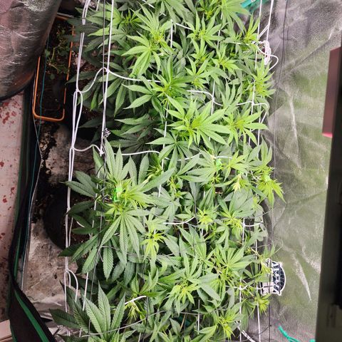 the Esoteric (Magus) growlog timeline photo