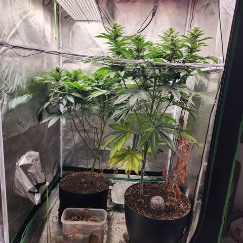 the Kineticist growlog timeline photo